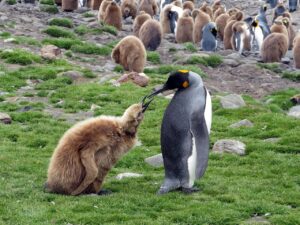 south georgia, penguin, king penguin, penguin colony, beak, feed, penguin, penguin, penguin, king penguin, king penguin, king penguin, king penguin, king penguin