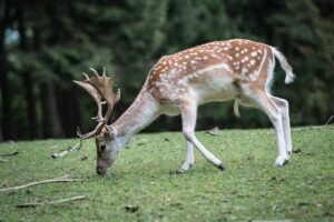 nature, deer, forest, fallow deer, shy, roe deer, deer, deer, deer, deer, deer, fallow deer, fallow deer, roe deer, roe deer, roe deer