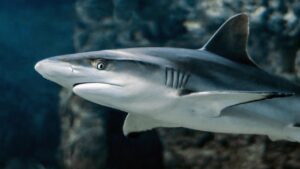 shark, nature, fish, eye, animal, water, swim, fin