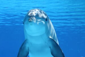 dolphin, animal, sea, ocean, underwater, mammal, marine mammal, nature, marine animal, marine life, sea life, ocean life, wildlife