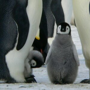 A group of emperor penguins with their chicks on a snowy landscape showcasing family bonding in the wild.
