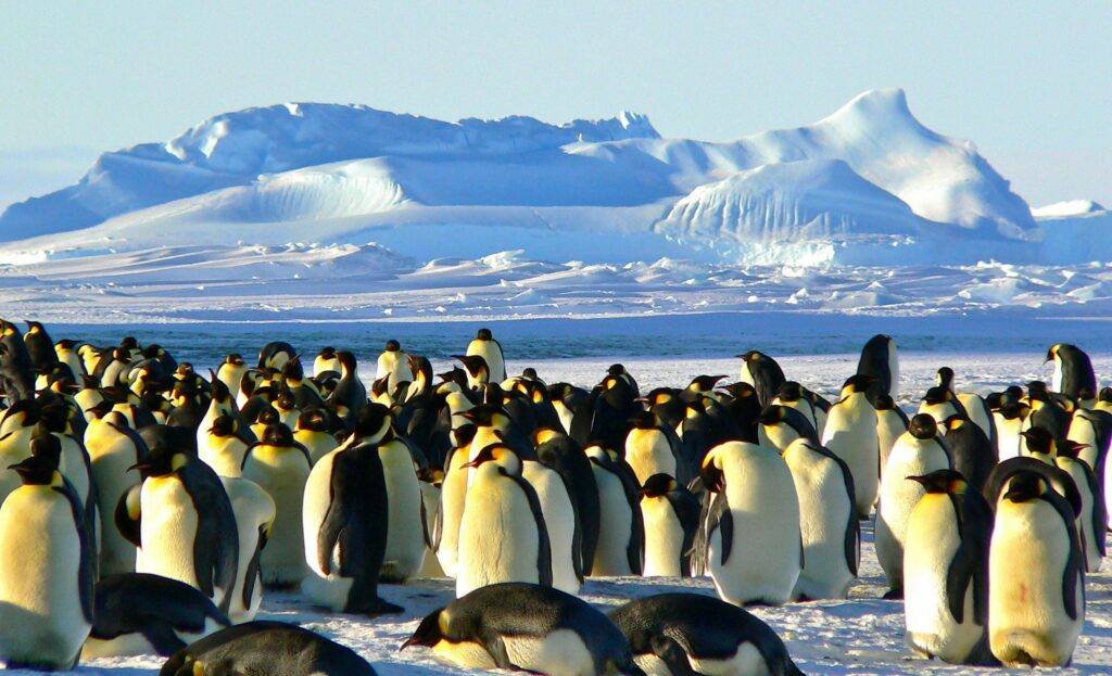 Are Penguins Outsmarting Humans? 7 Jaw-Dropping Truths!