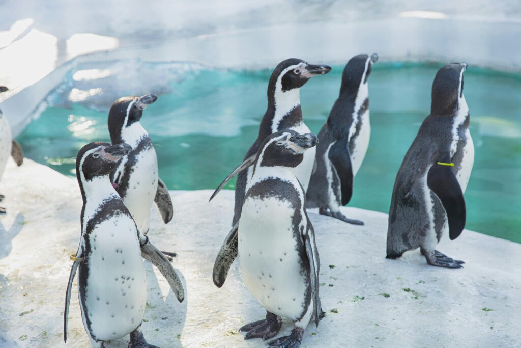 Types of Penguins and Their Characteristics: Species, Habitats, and Ecology