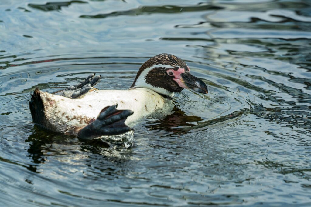 Antarctica’s Fierce Survivors: The Untold Struggles of Penguins!