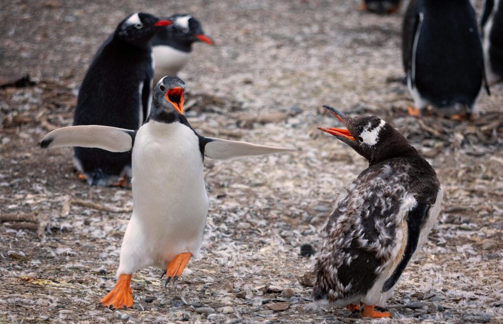 Antarctica’s Tough Guys: The Dark Side of Penguin Survival!