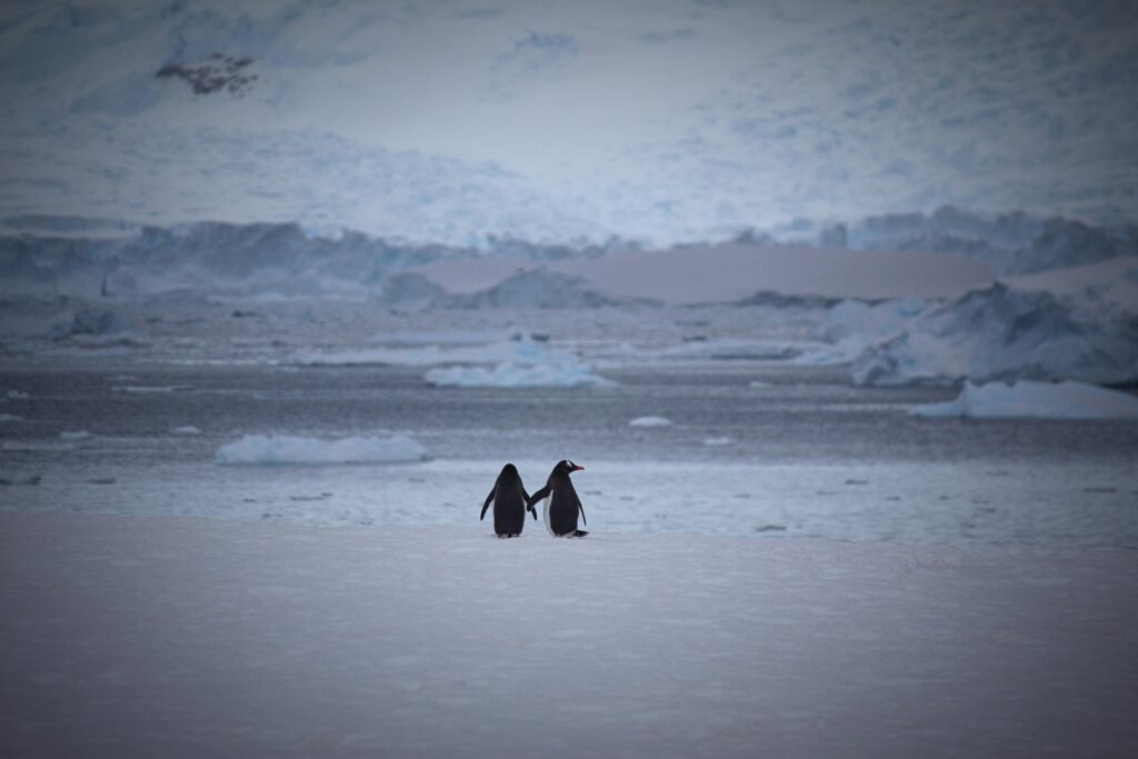 Two penguins walking on snowy terrain against an icy Antarctic backdrop.
