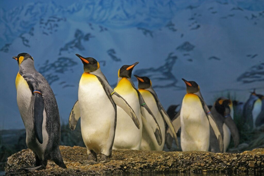 king penguin, penguin, beaks, penguin flock, bird, water bird, group, nature, animal, zoo