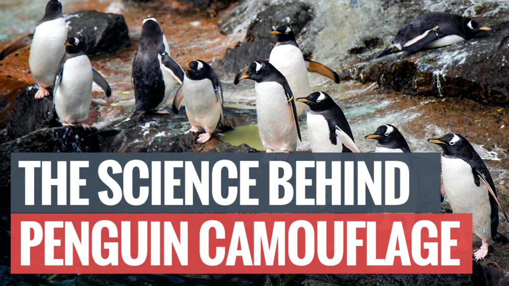 The Science Behind Penguin Camouflage