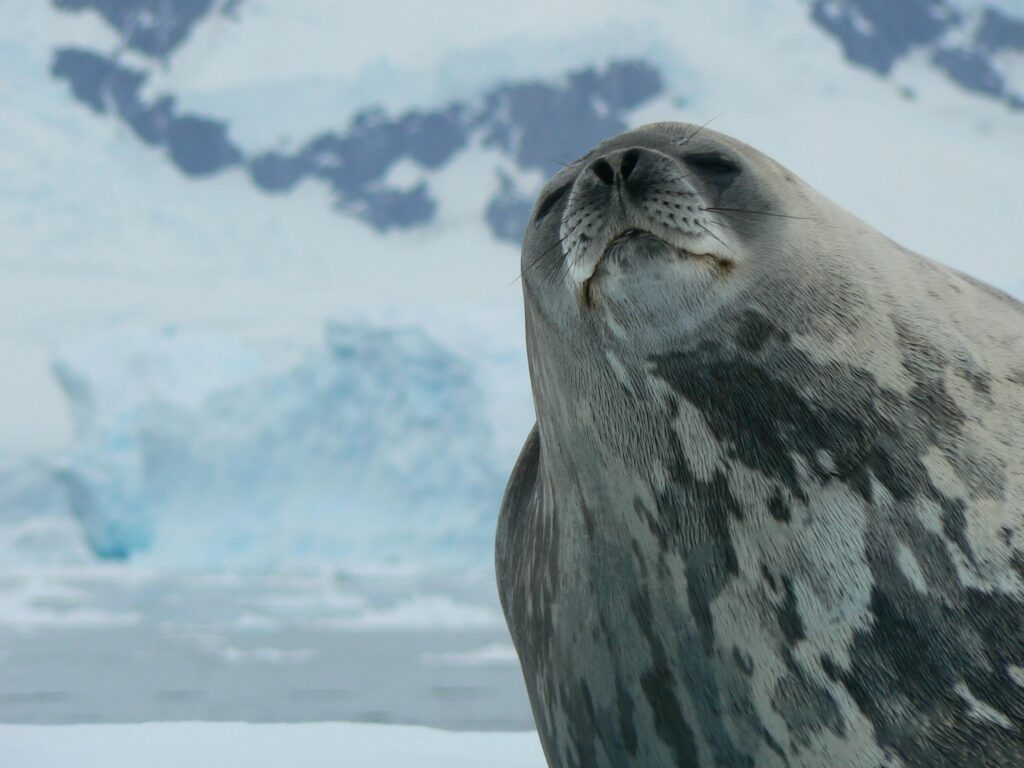 Adorable close-up of a Weddell seal enjoying the Antarctic surroundings, showcasing its natural beauty.