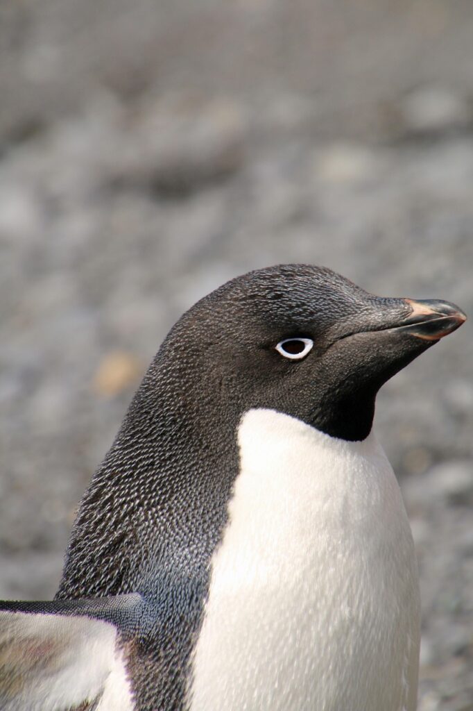 antarctica, antarctic peninsula, brown bluff, penguin, adelie, wildlife, animal, blue eyes, nature, feathers, beach