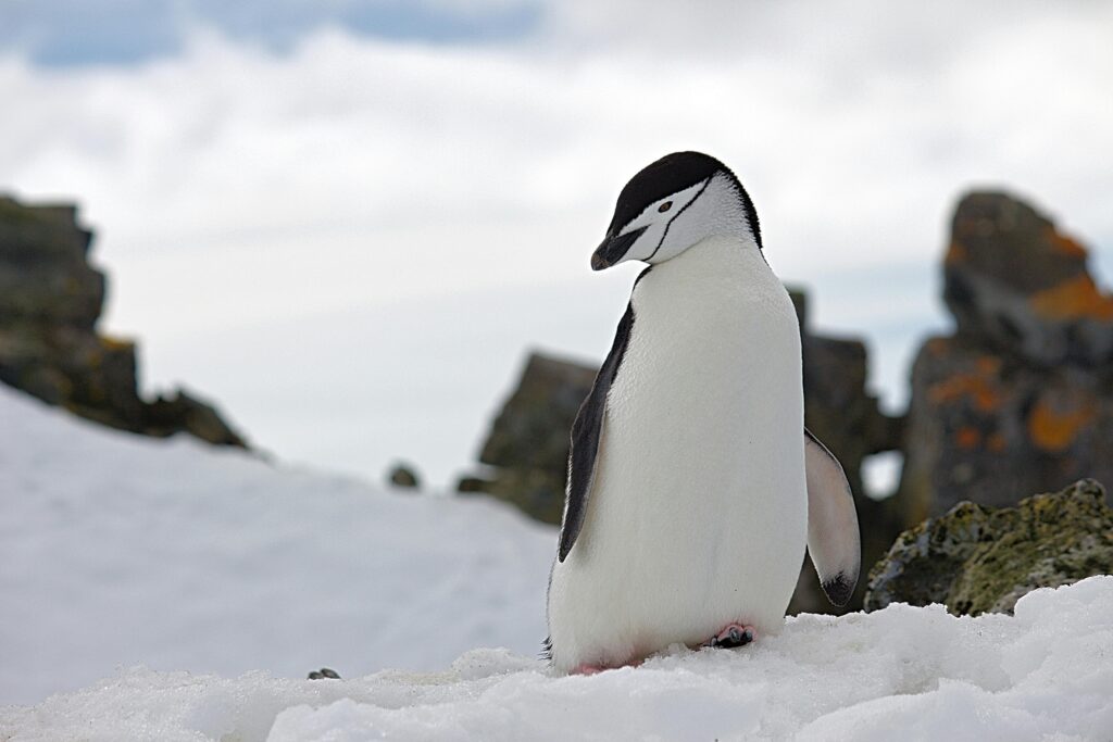 A Chinstrap penguin stands on a snow-covered rocky terrain in Antarctica, showcasing its natural habitat.